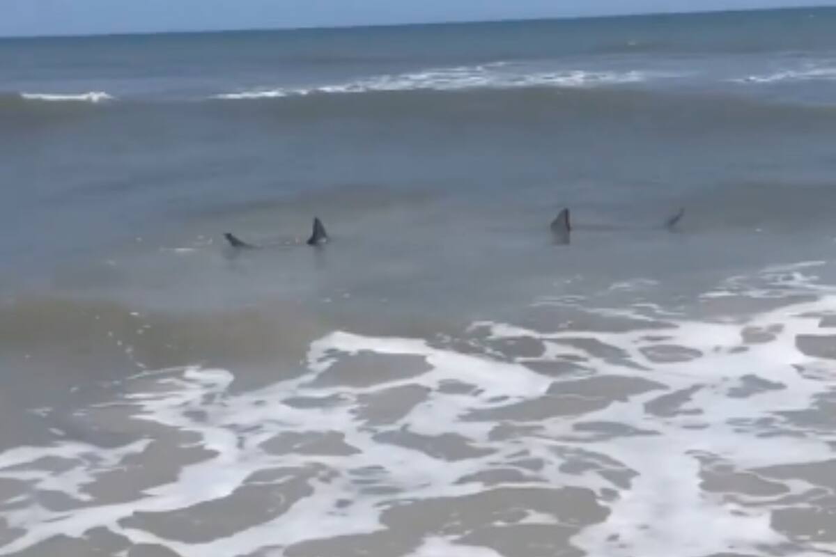 Una mujer captó en video la presencia de varios tiburones en Neptune Beach, Florida