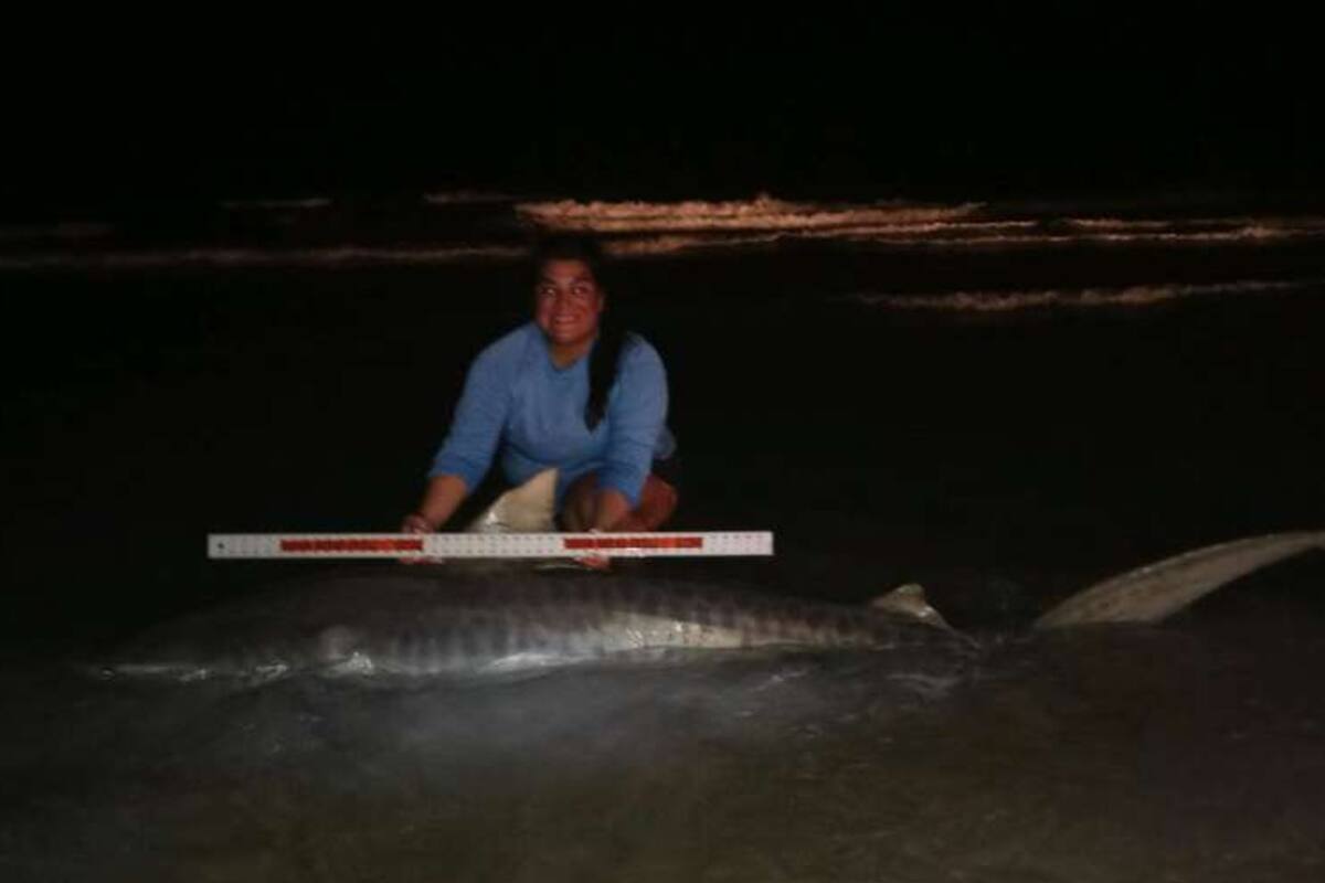 Una mujer cazó un tiburón de 136 kilos con una caña casera
