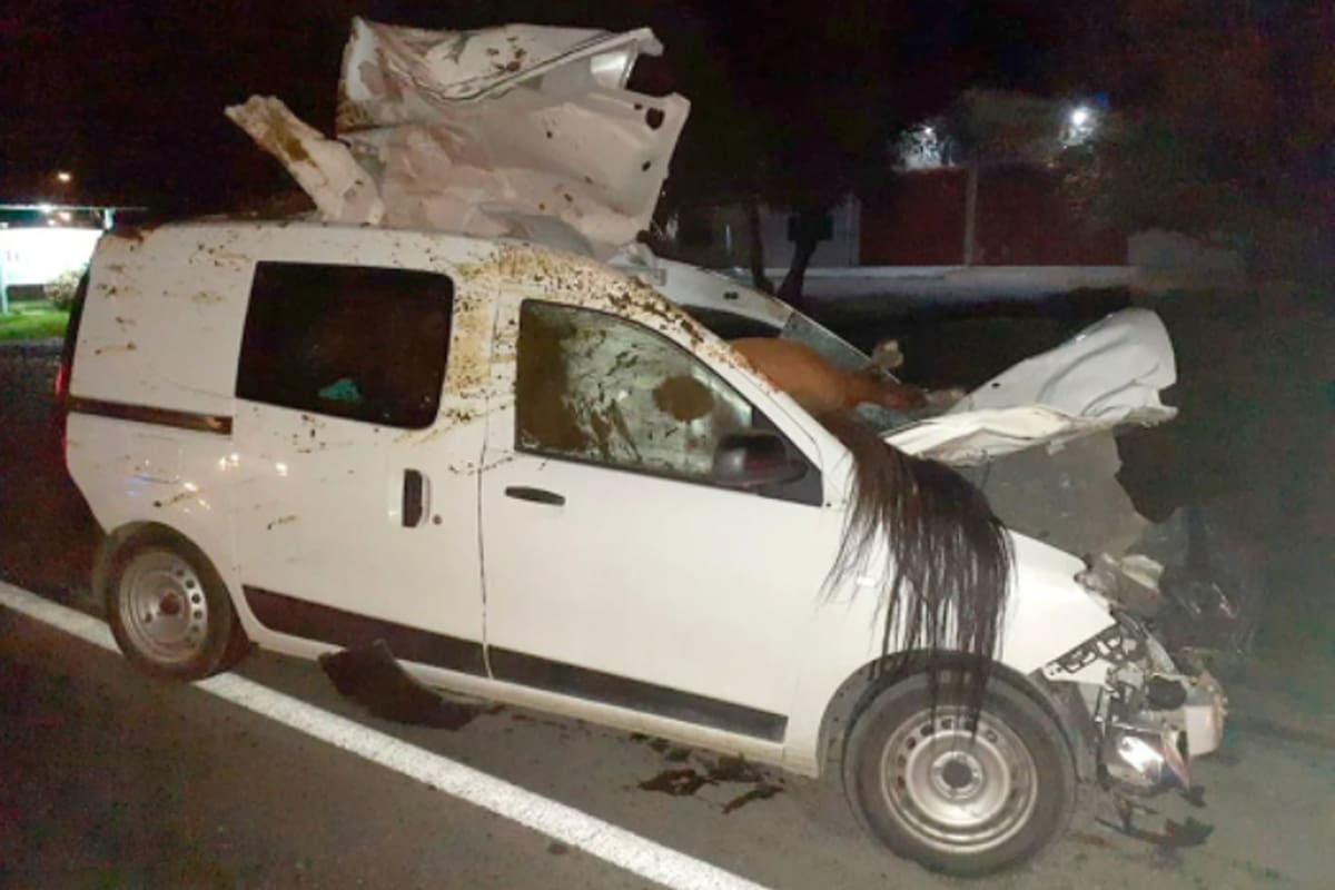 Una mujer chocó contra un caballo en la Ruta 40