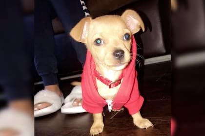 Una mujer compartió la gran sorpresa que se llevó al adoptar a un cachorrito (Captura video)