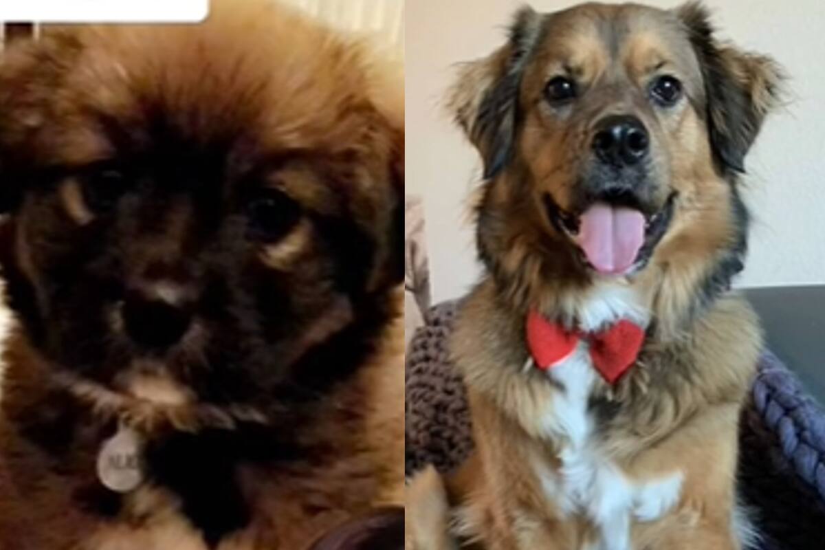 Una mujer compró un Shih Tzu en internet, hasta que meses después descubrió que la habían estafado