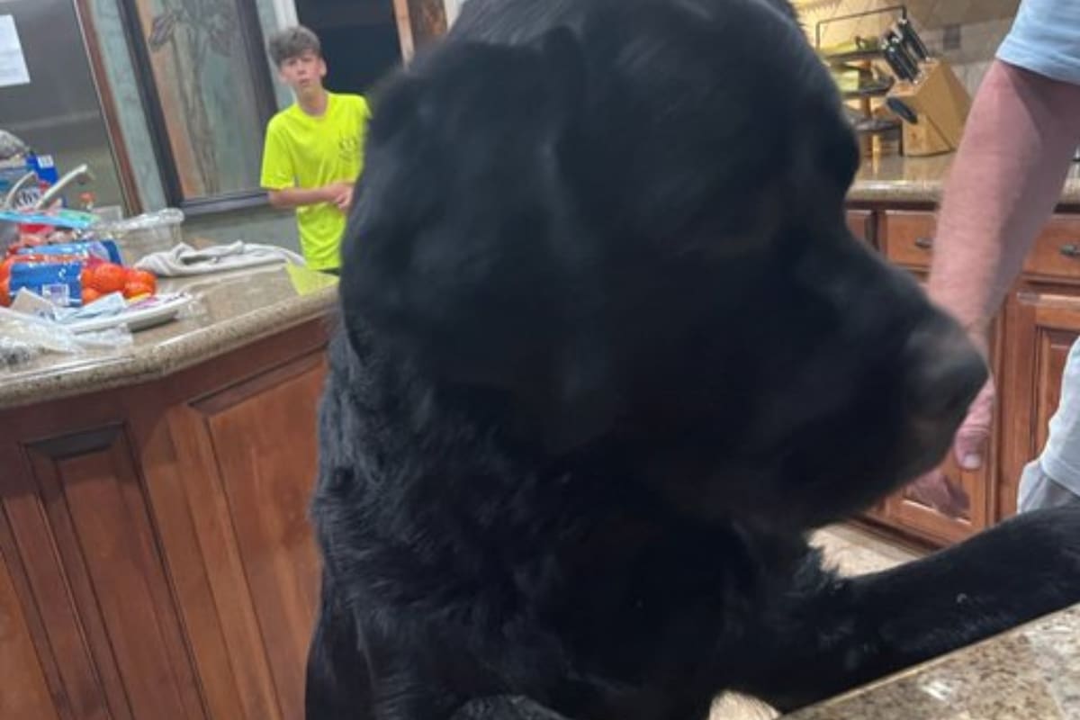 Una mujer de 63 años estuvo varios días desaparecida, pero su perro tuvo una actitud sorprendente