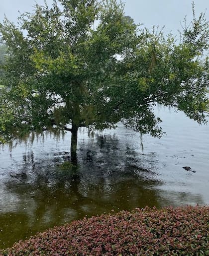 Una mujer de Bluffton , Carolina del Sur, fotografió un caimán desde su casa