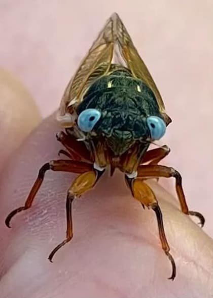 Una mujer de Chicago encontró en una reserva natural otra cigarra de ojos azules