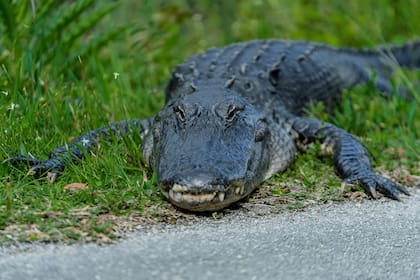 Una mujer de Jacksonville hizo un llamado de emergencia luego de ver un caimán