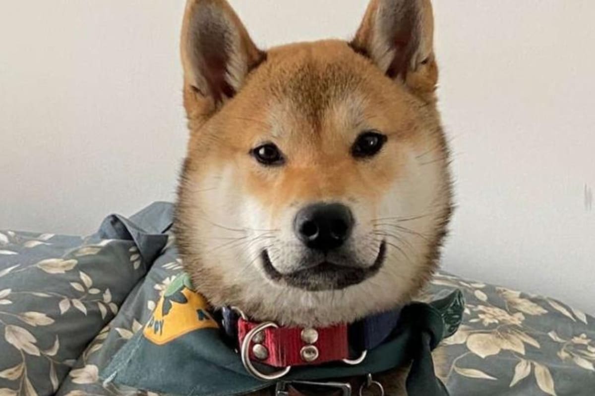 Una mujer de México denunció que envió a su perro a un paseo y se lo entregaron cremado