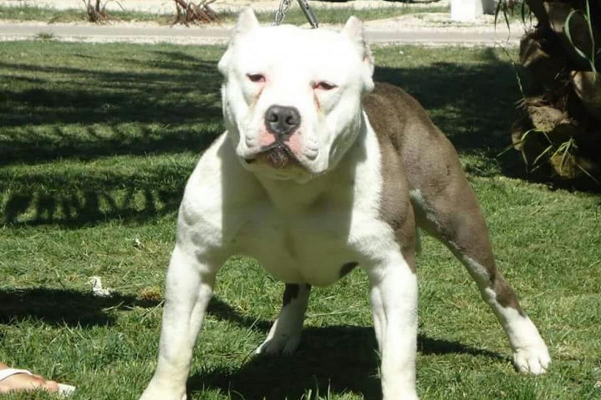 Una mujer disparó a los animales que peleaban ferozmente en la vereda