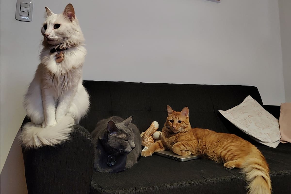 Una mujer en las redes sociales comparó a sus gatos con los de la película Los Aristogatos
Foto: TWITTER / @cremadesstrella