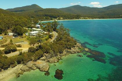 Una mujer encontró en una playa de Tasmania una extraña criatura transparente