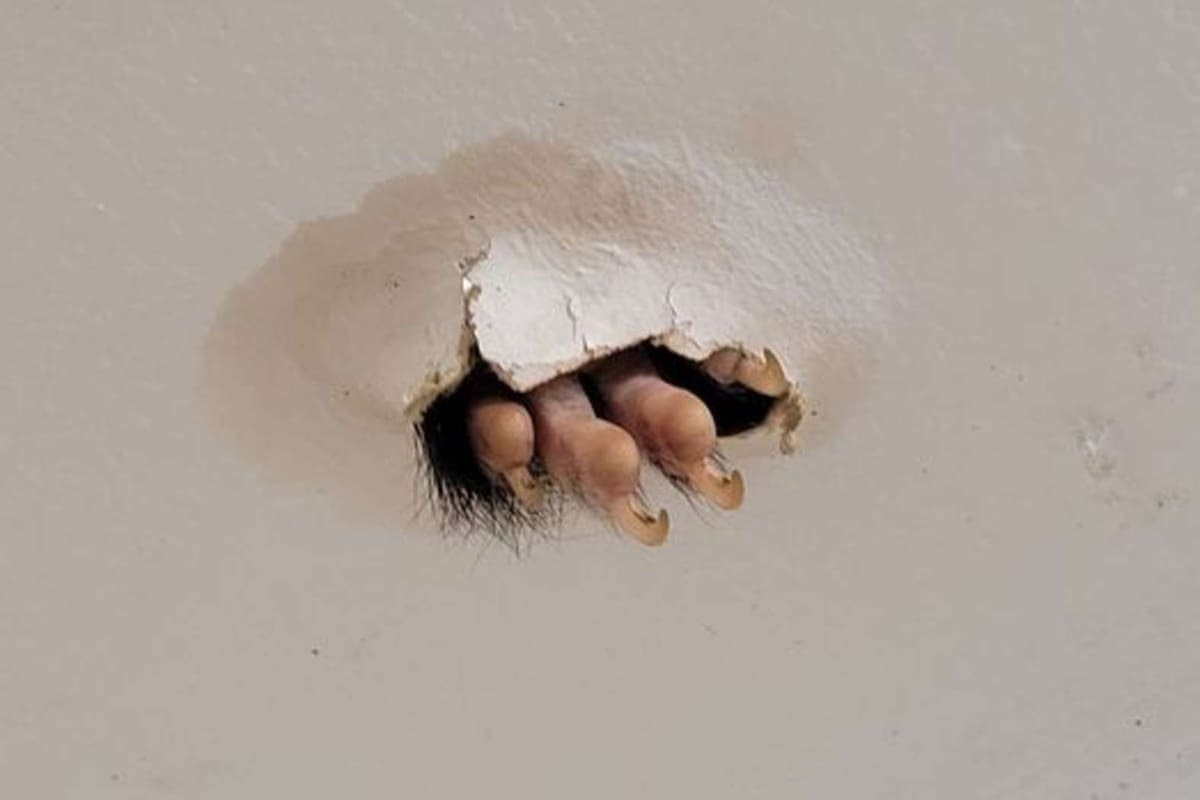 Una mujer encontró un animal viviendo en el techo de su casa en Australia.