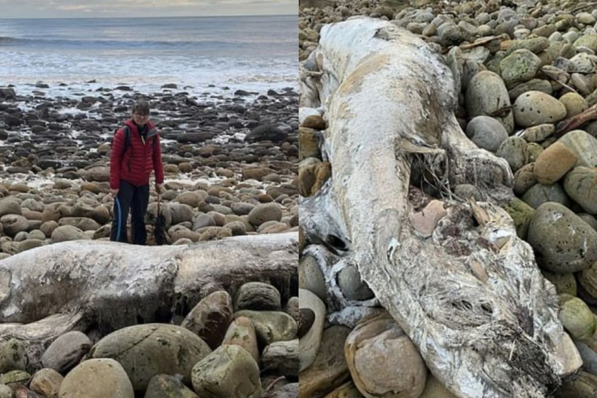 Una mujer encontró una criatura extraña en la orilla del mar y despertó las sospechas sobre una criatura mitológica