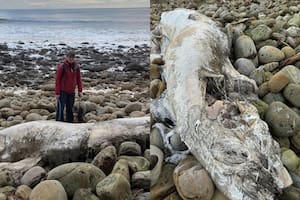 Una mujer encontró una criatura extraña en la orilla del mar y despertó las sospechas sobre una criatura mitológica