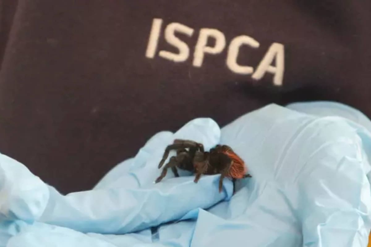 Una mujer encontró una extraña tarántula en un racimo de bananas