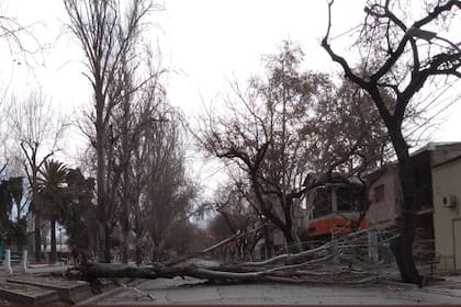 Una mujer falleció luego de que su casa se derrumbara tras caer un árbol en el techo