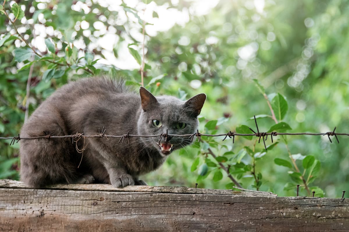 Una mujer falleció por rabia tras ser mordida por un gato callejero en Coronel Suárez