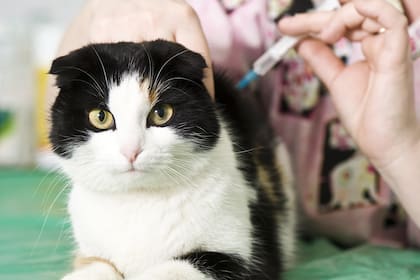 Una mujer falleció por rabia tras ser mordida por un gato callejero en Coronel Suárez