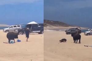 El impactante momento en que un toro embistió a una mujer en una playa de Baja California