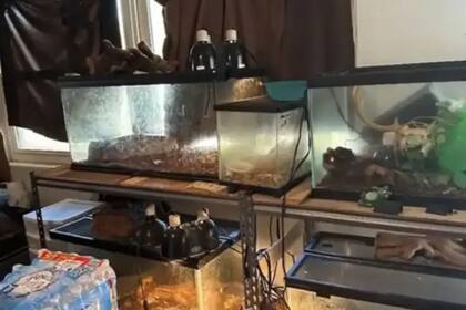 Una mujer fue detenida después de que hallaron a un menor habitando junto a más de 300 roedores y otros animales en total descuido