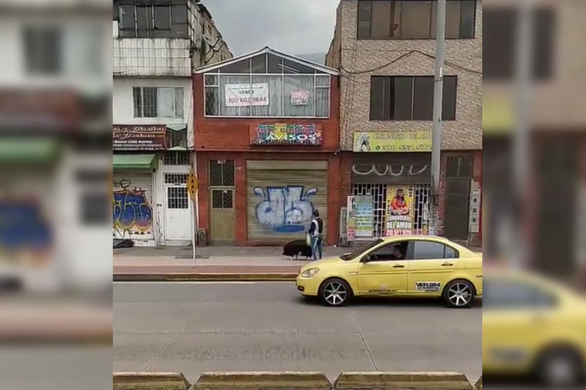 Una mujer fue grabada mientras paseaba a su mascota (Captura video)