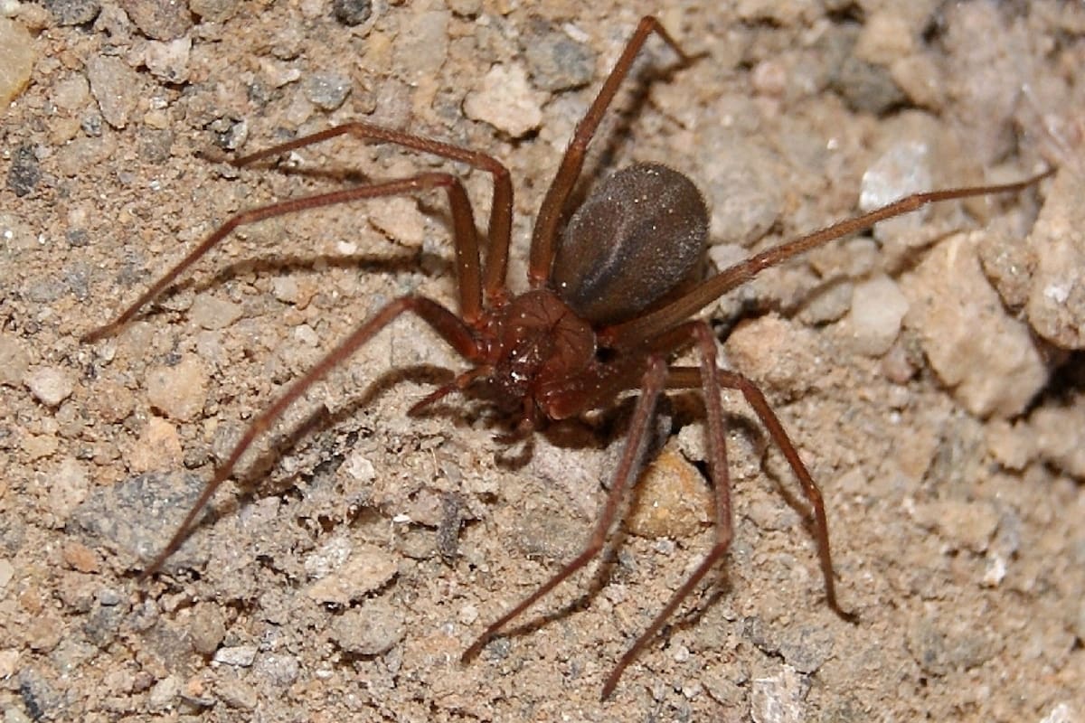 Una mujer fue picada por una araña parda reclusa en Kansas