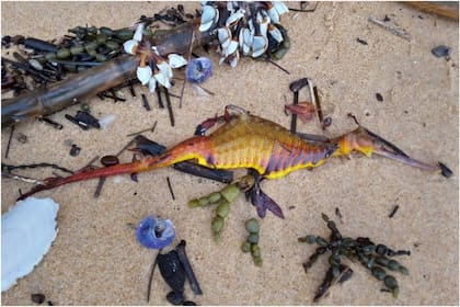 Una mujer halló diversos dragones marinos en las playas de Narrabeen, Australia, luego de una tormenta que azotó al país