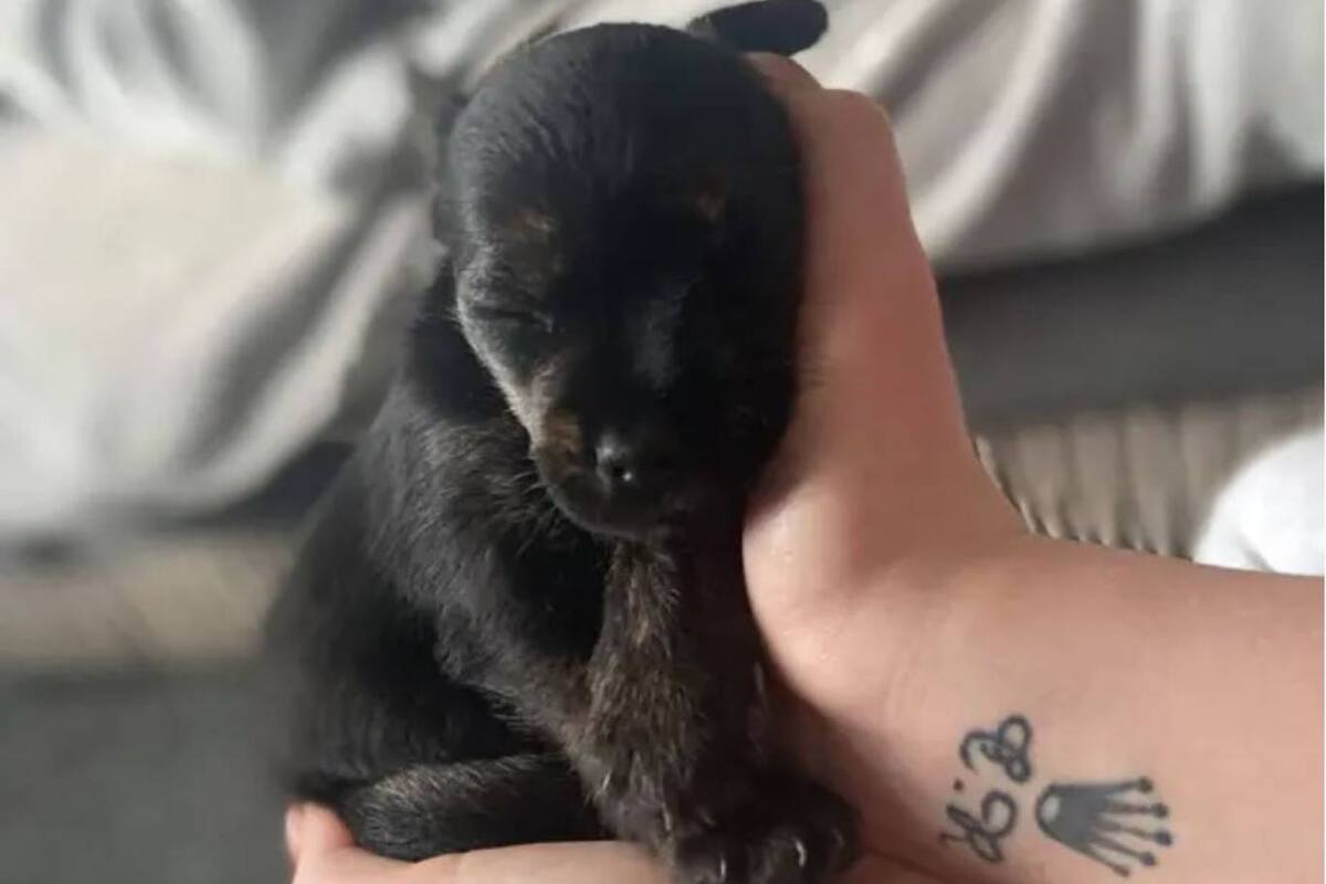 Una mujer inglesa compró on line un "Bulldog Francés de pura raza", pero recibió otro perro que no tenía mucho que ver con el animal adquirido