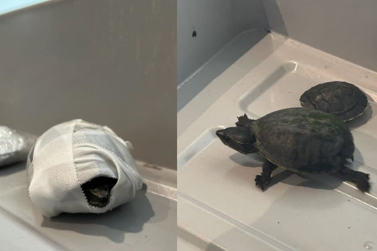 Una mujer intentó pasar en el aeropuerto de Miami con dos tortugas escondidas en su bressiere