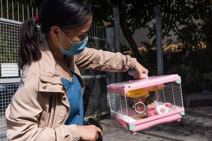 Una mujer lleva su master al centro de gestión animal Sha Tin, este miércoles