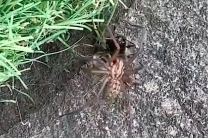 Una mujer logró captar el escalofriante momento en el que una araña devoró a una abeja