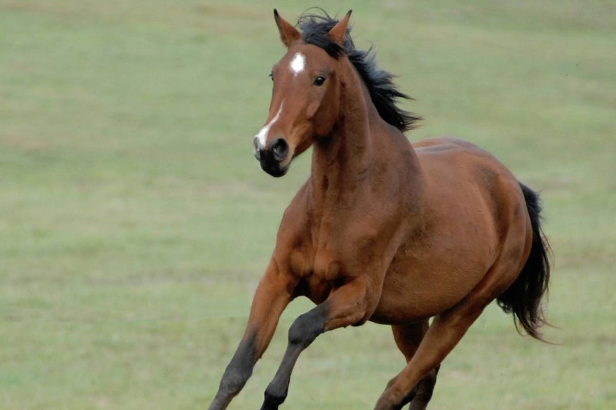 Una mujer mostró en sus redes sociales a su caballo Infinite, que cambia de color según la estación del año