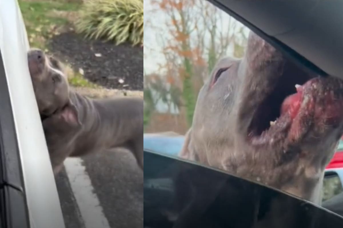 Una mujer mostró la temerosa situación que atravesó (Captura video)