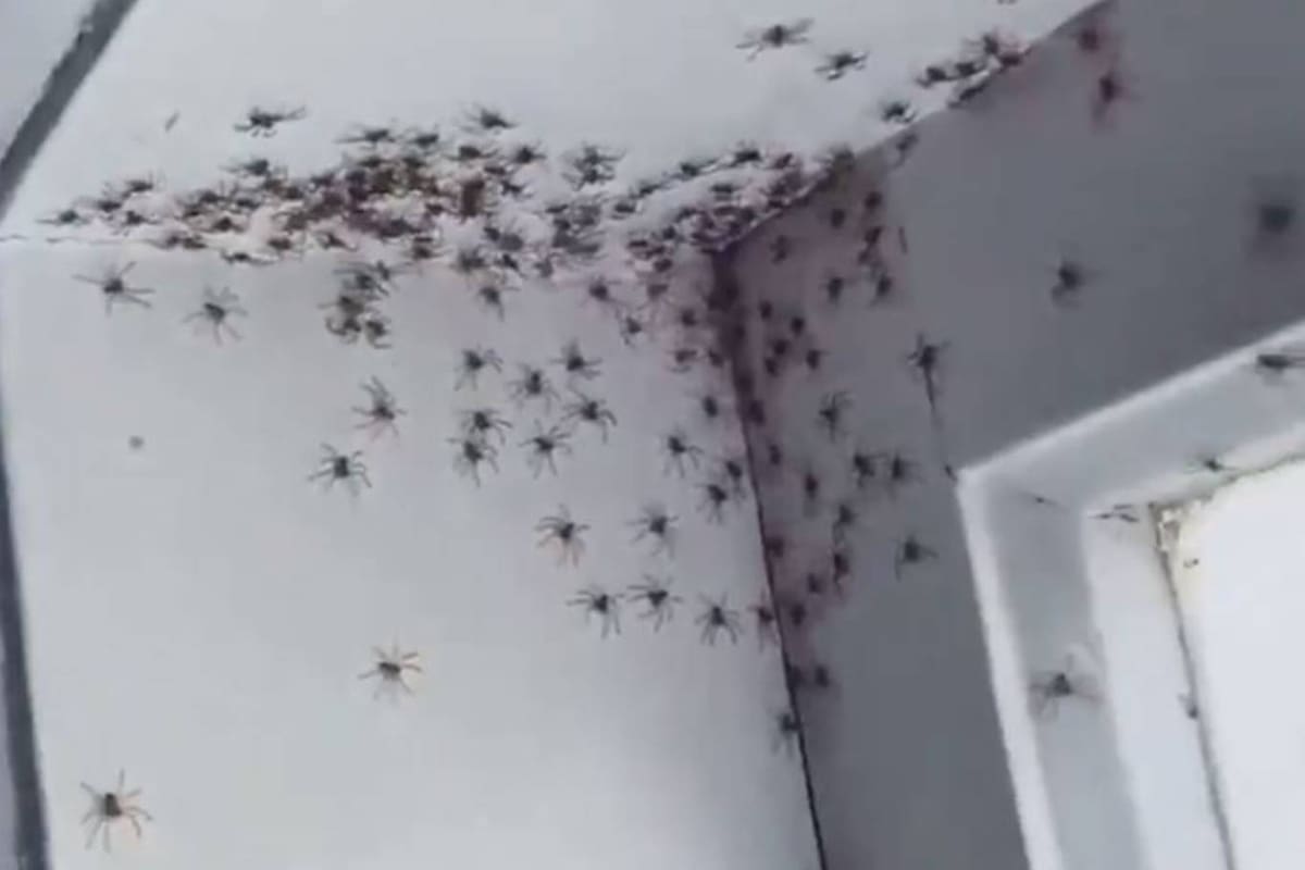 Una mujer que vive en Sidney fue llamada por su hija a su cuarto y allí descubrió que cientos de arácnidos caminaban sobre las paredes y el techo de la habitación