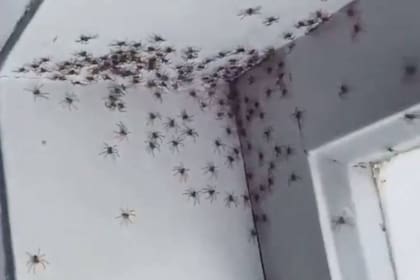 Una mujer que vive en Sidney fue llamada por su hija a su cuarto y allí descubrió que cientos de arácnidos caminaban sobre las paredes y el techo de la habitación