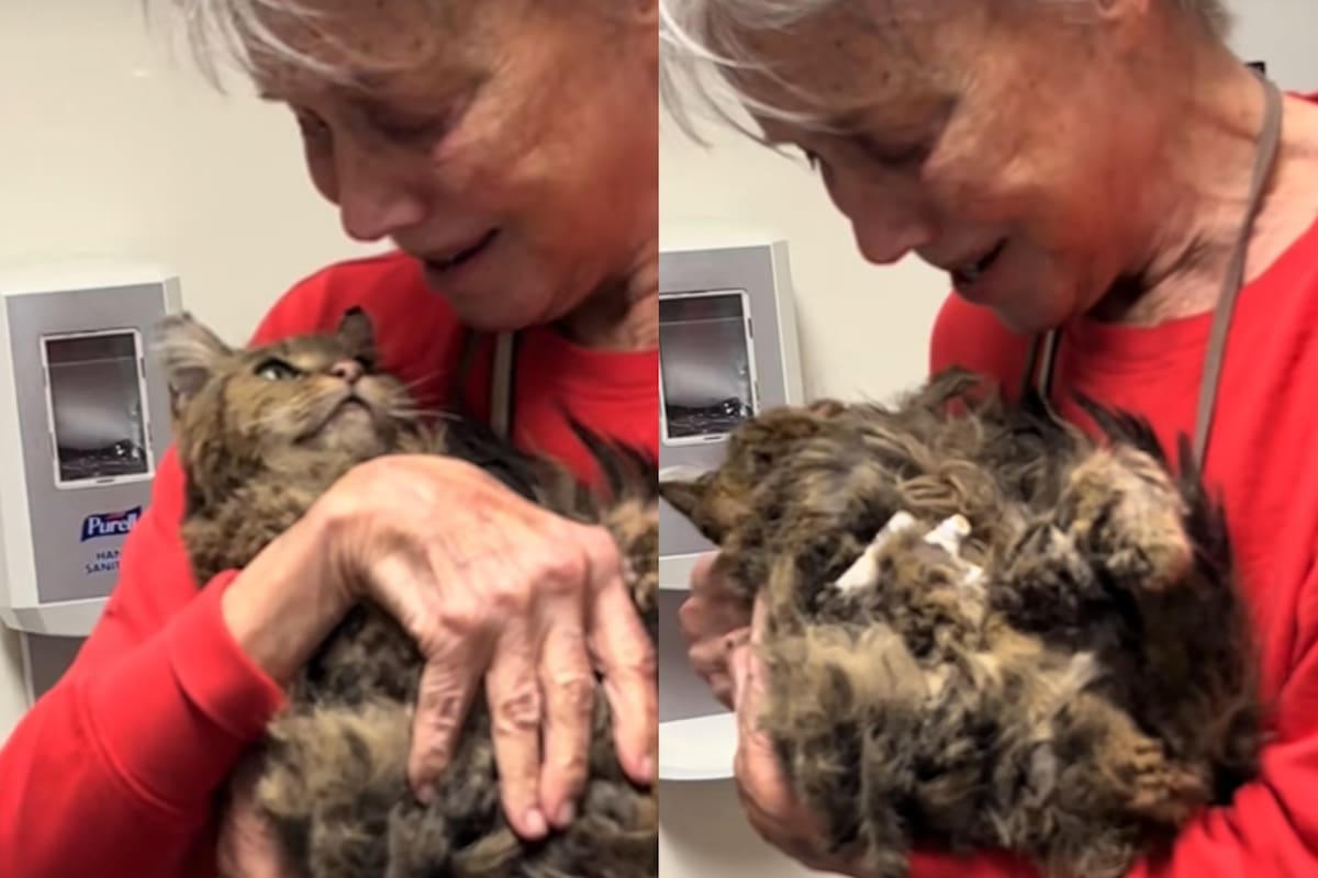 Una mujer recuperó a su gata tras perderla en los incendios de Los Ángeles