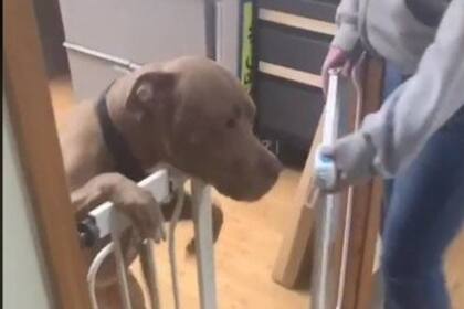 Una mujer recuperó a su perro tres años después de que fuera robado