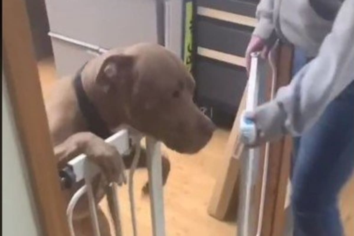 Una mujer recuperó a su perro tres años después de que fuera robado. Ahora, cruzó el país para reencontrarlo y registró cómo fue el momento en que se volvieron a ver