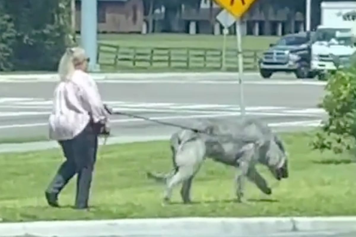 Una mujer se volvió viral por salir a pasear con un perro enorme; los usuarios no sabían qué animal era