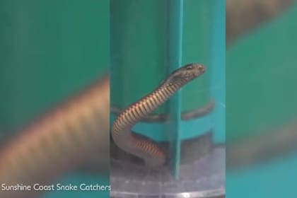 Una mujer succionó una serpiente venenosa con la aspiradora y debió llamar a expertos cazadores de serpientes para sacarla