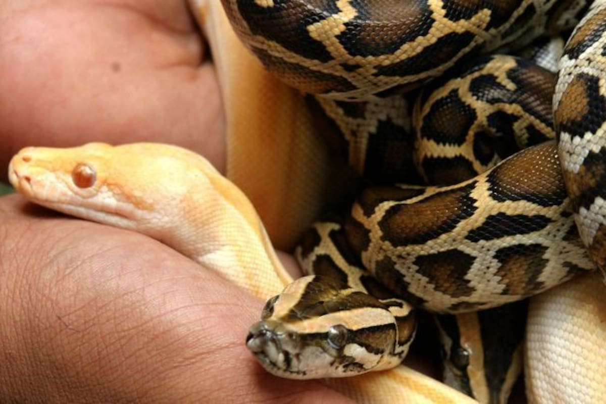 Una mujer viajó de Malasia a la India con 22 serpientes vivas y un camaleón