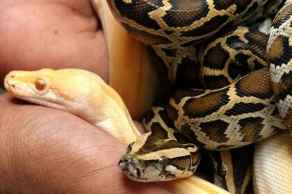 Una mujer viajó de Malasia a la India con 22 serpientes vivas y un camaleón