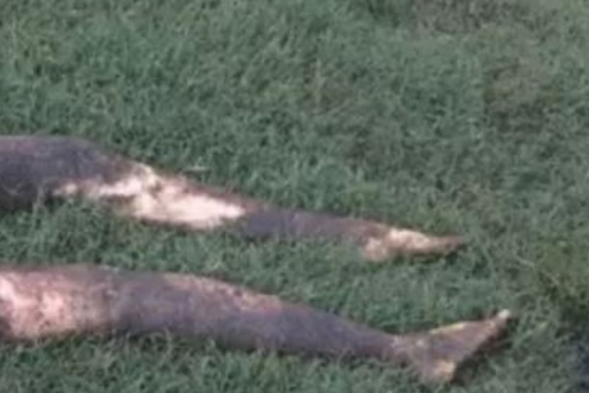 Una mujer vio a lo lejos lo que parecía ser parte de un cadáver cerca de su casa, llamó a la policía de inmediato, pero el desenlace del caso fue más risueño que trágico