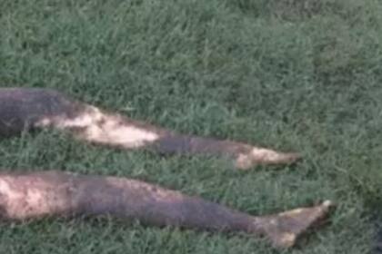 Una mujer vio a lo lejos lo que parecía ser parte de un cadáver cerca de su casa, llamó a la policía de inmediato, pero el desenlace del caso fue más risueño que trágico