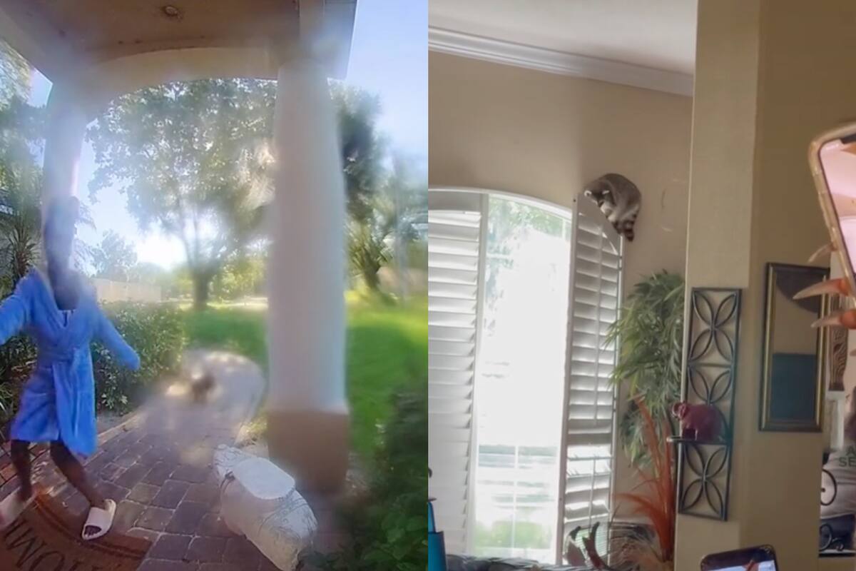 Una mujer y su perro fueron perseguidos mientras daban un paseo