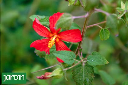 Una nativa capaz de prosperar incluso en períodos de sequía moderada