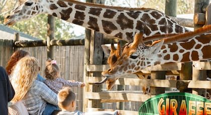 Una niña alimenta a una jirafa en el zoológico Gulf Breeze de Navarro Beach