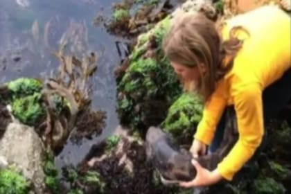 Una niña de 11 años rescató a un tiburón que había quedado atrapado entre varias rocas, en una zona del océano cuya marea bajó de forma abrupta
