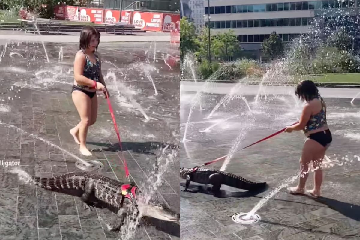 Una niña sorprendió a todos al pasear a un caimán con su correa en Estados Unidos