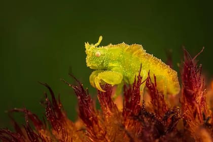 Una ninfa de chinche de emboscada espera inmóvil dentro de una flor