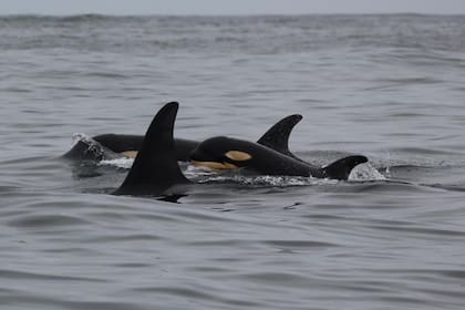 Una nueva cría de orca fue fotografiada mientras nadaba con un grupo de estos ejemplares