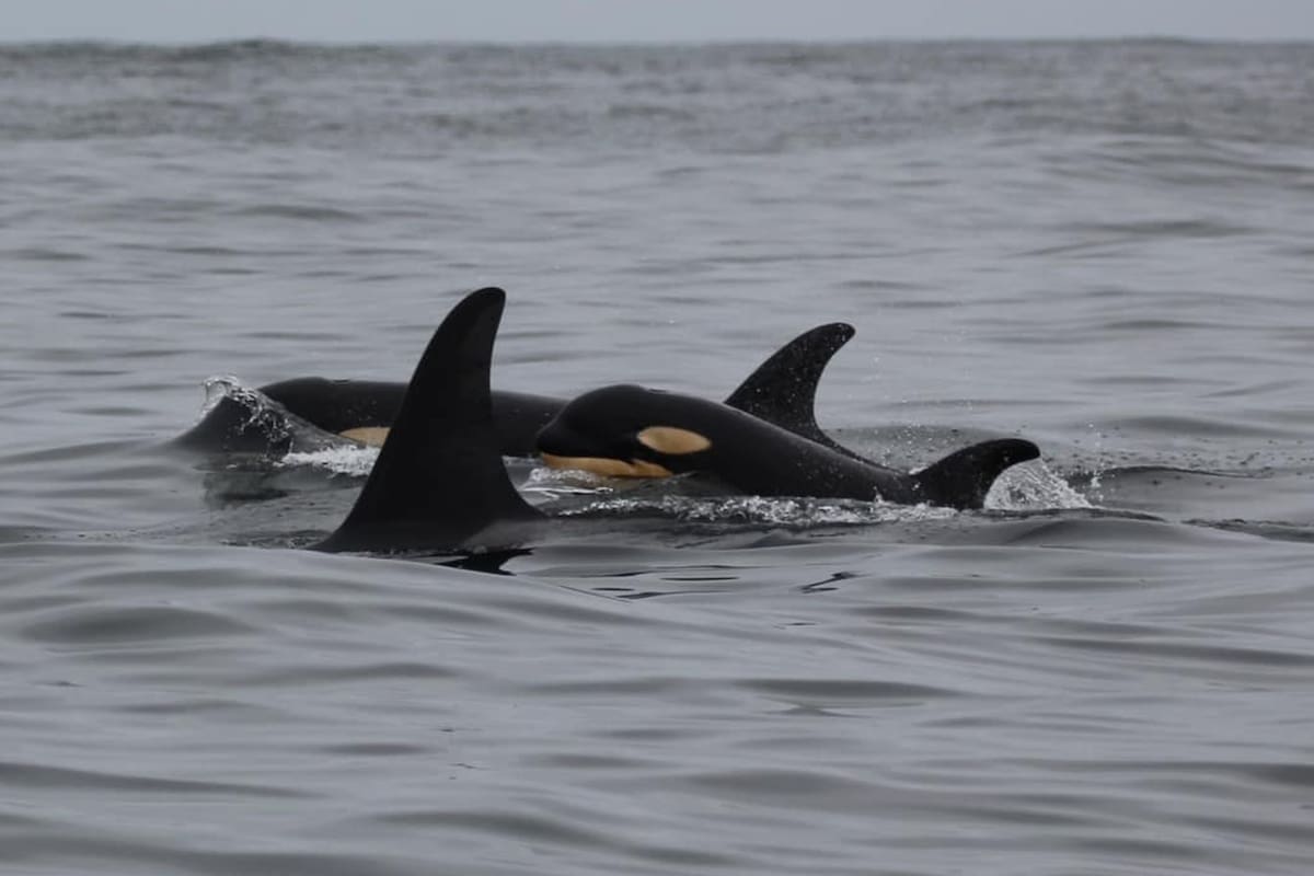 Una nueva cría de orca fue fotografiada mientras nadaba con un grupo de estos ejemplares